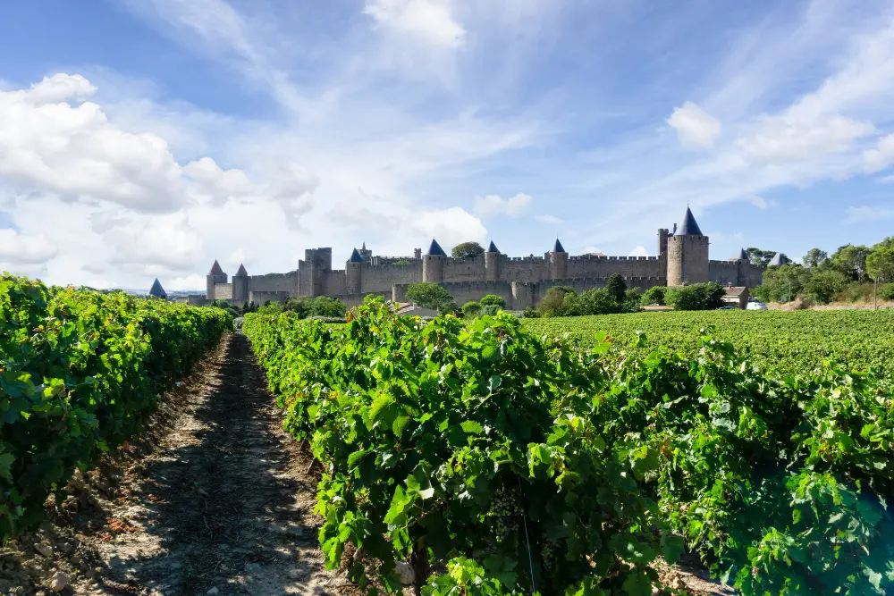Row vine grape in champagne vineyards Row vine grape in champagne vineyards